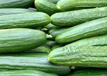 449 People Sick from Salmonella Outbreak Linked to Cucumbers
